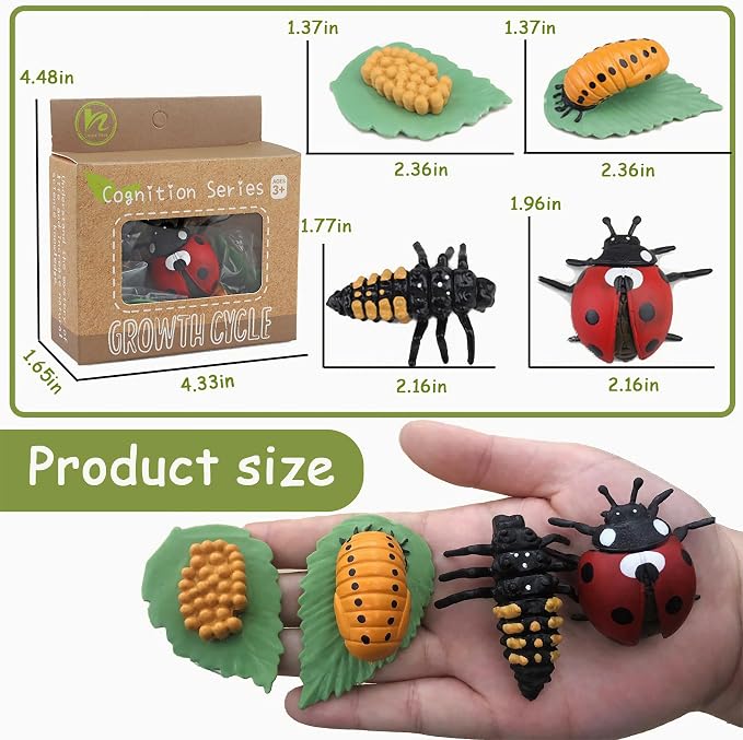 Mbrain Life Cycle Learning & Education Toys,Montessori Toys Figurines for Frog, Butterfly, Ladybug,Plants Kit,Gift for Girl & Boy for 3 4 5 Year Old - Image 2