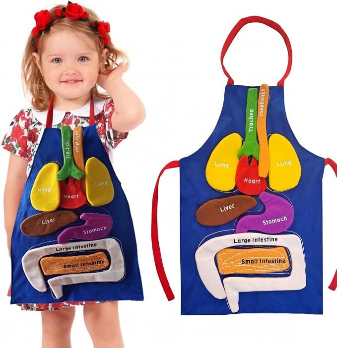 Boczif 3D Organ Apron Awareness Educational Toy, Human Body Model for Kids by Boczif