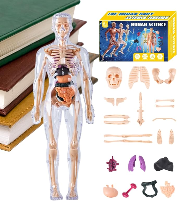3D Human Body Anatomy Model, Removable Organs Educational Toy for Science Teaching, Translucent Transparent Glow-in-Dark Torso Model for Kids Students, 10x28.5cm - Image 2