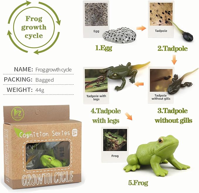 Mbrain Life Cycle Learning & Education Toys,Montessori Toys Figurines for Frog, Butterfly, Ladybug,Plants Kit,Gift for Girl & Boy for 3 4 5 Year Old - Image 3