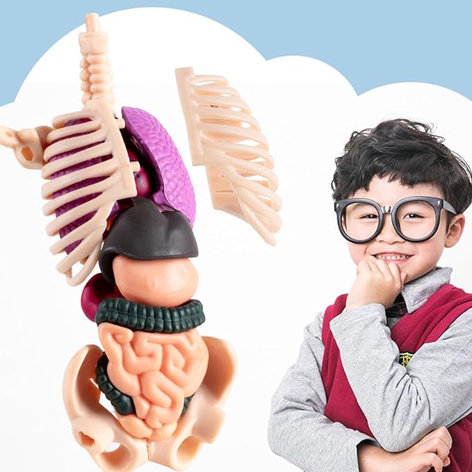 3D Human Body Anatomy Model, Removable Organs Educational Toy for Science Teaching, Translucent Transparent Glow-in-Dark Torso Model for Kids Students, 10x28.5cm - Image 8