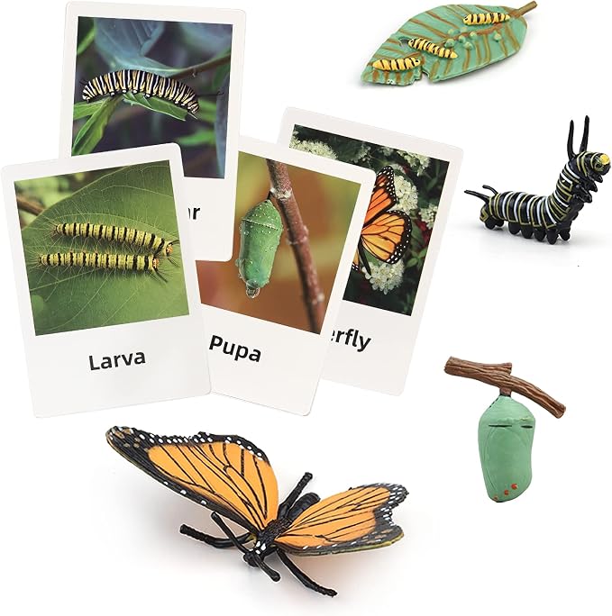 Montessori Life Cycle Animal Figures with Flash Cards, Plastic Insects Monarch Butterfly Kit Caterpillar Toy for Kids, Realistic Animal Figurines (Butterfly) by MIKNEKE