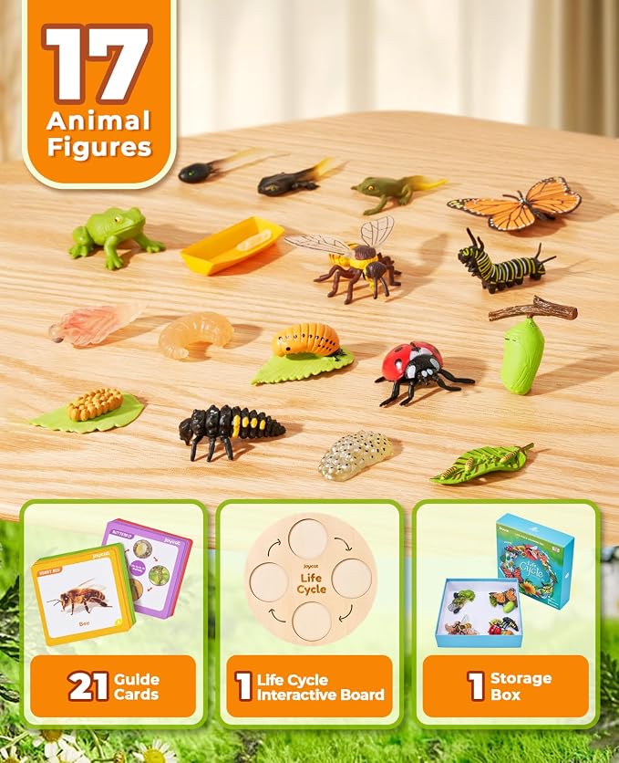 JoyCat Life Cycle Learning Education Toys, Insect Caterpillar to Butterfly kit, Ladybug, Bee, Tadpole to Frog Kit Life Cycle Toys for Kids, Preschool Learning Activities for Age 3 4 5 6 7 8 - Image 2