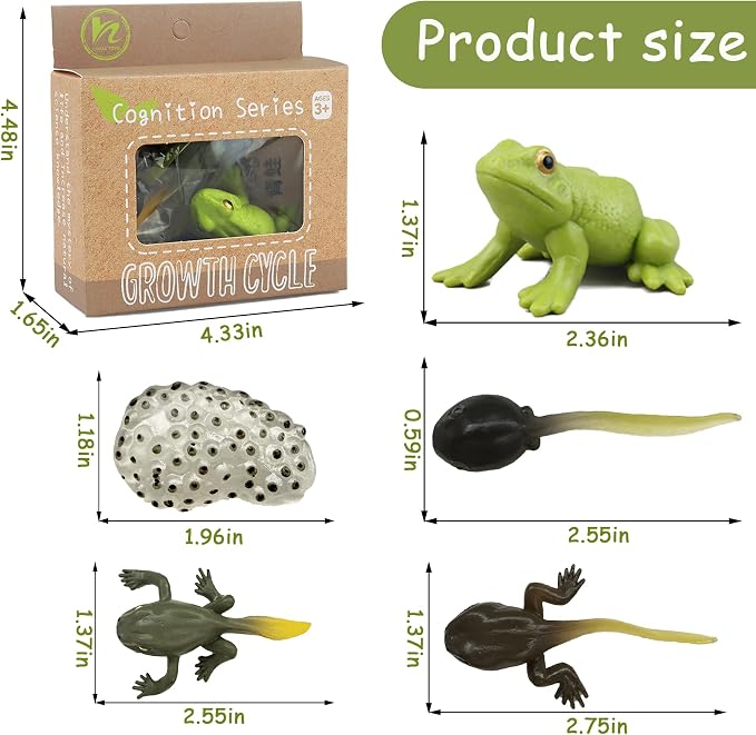 Mbrain5pcs Frog Growth Cycle with Flash Cards,Life Cycle Learning & Education Toys,Montessori Toys,Gift for Girl & Boy for 3 4 5 6 7 Year Old (Frog) - Image 2