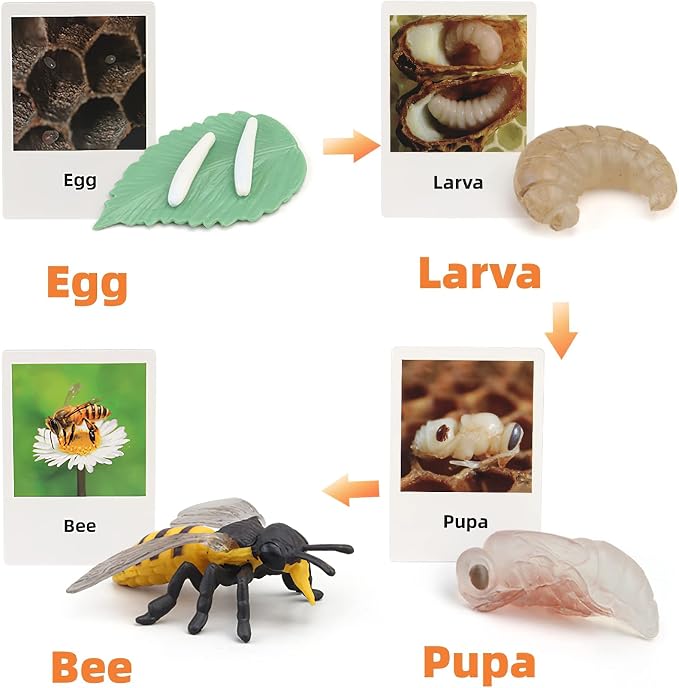 Montessori Bee Life Cycle with Flash Cards, Realistic Animal Figurines Toy, Animal Educational Matching Game for 3+ Year Old Kids (Bee) - Image 3