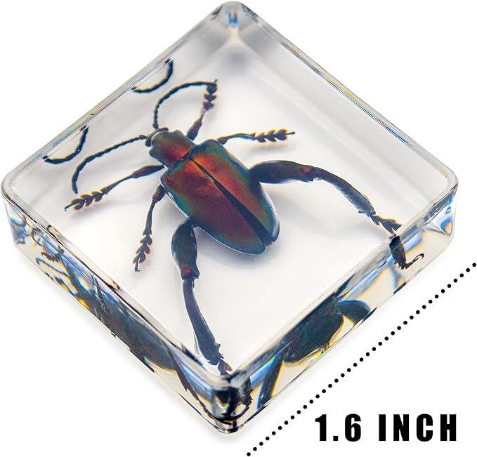 6 PCS Resin Insect Specimen Set, Butterfly, Jewel Frog Beetle, Silk Moth, Chafer, Stinkbug, Wasp, Science Education Toy for Kids - Image 4