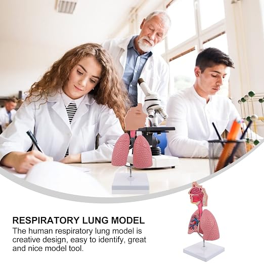 TEHAUX Human Lung Model, 3D Respiratory Lung Model, Human Nasal Cavity Throat Anatomy Tool for Teaching, PVC Material, Multi-Color, 10.6 X 4.7 X 4.7 Inches - Image 7