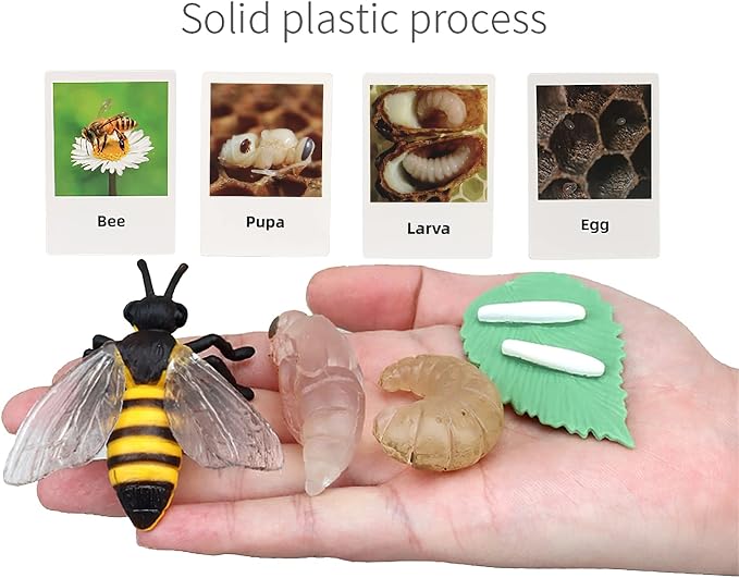 Montessori Bee Life Cycle with Flash Cards, Realistic Animal Figurines Toy, Animal Educational Matching Game for 3+ Year Old Kids (Bee) - Image 2