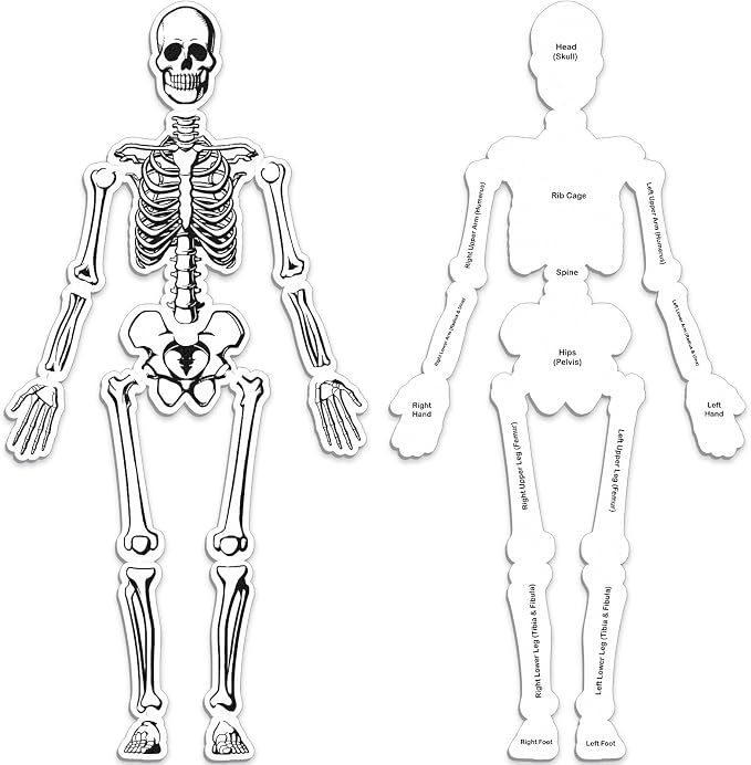 Silipull 15 Pcs Skeleton Floor Puzzle Human Body Double Sided Puzzle by Silipull