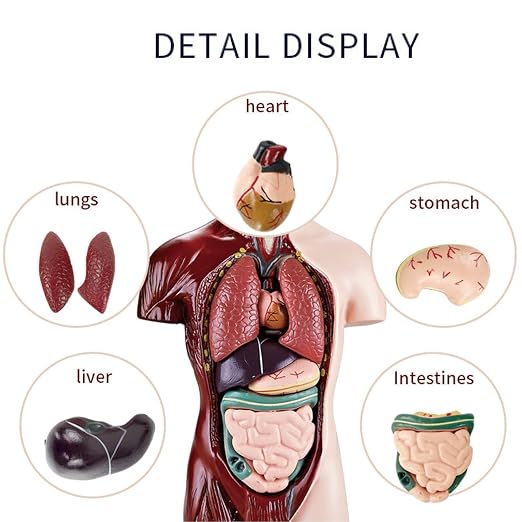 Anatomy for Kids Detachable STEM Learning Toys - Image 8