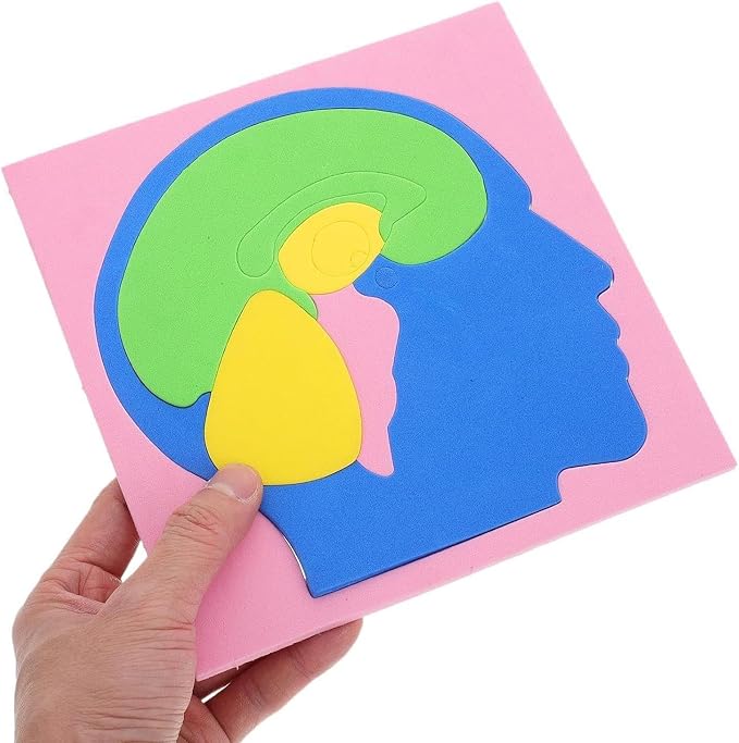 Human Body Puzzle, 16x15.8cm EVA Brain Science Experiment DIY Model for Kids, Students, Education, Learning, STEM, Anatomy Study, Science Supplies - Image 3