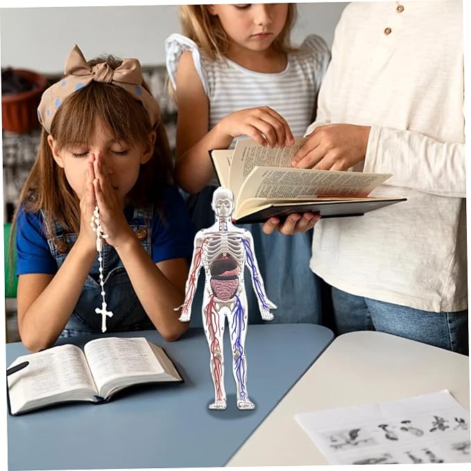 Human Body Structure Model, 3D Human Body Model for Kids with Removable Bones, Organs and Blood Vessels for Anatomy Skeleton - Image 5