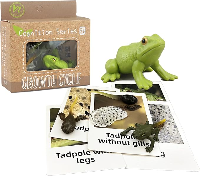 Mbrain5pcs Frog Growth Cycle with Flash Cards,Life Cycle Learning & Education Toys,Montessori Toys,Gift for Girl & Boy for 3 4 5 6 7 Year Old (Frog) - Image 5