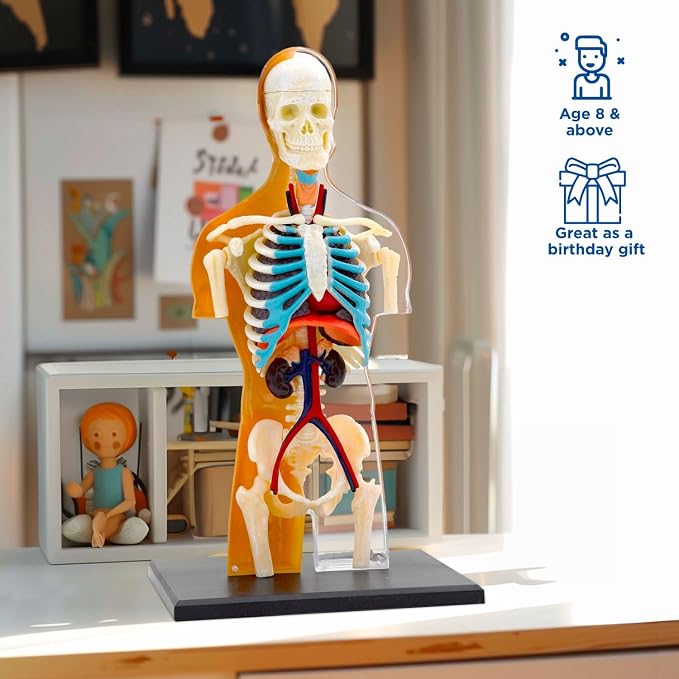 Thames & Kosmos 260830 Human Body Anatomy Model Toy, Multi - Image 3