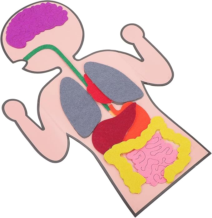 Healifty DIY Organs Craft Kit Human Body Model for Kids Cognitive Organs Toy Creative Organs Plaything Educational Teaching Aids for Learning Internal Body Organs 3 Sets by Healifty