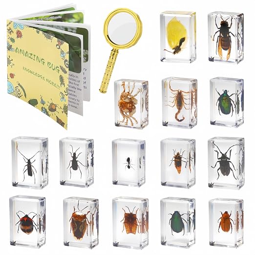 15 Insect specimens,Real Specimens of Various Butterflies and Beetles Made of Resin, Used for Science Classroom Science Education Animal Specimens, Bug Preserved,Oddities, Biology (15 Pcs Beetles) by Unknown