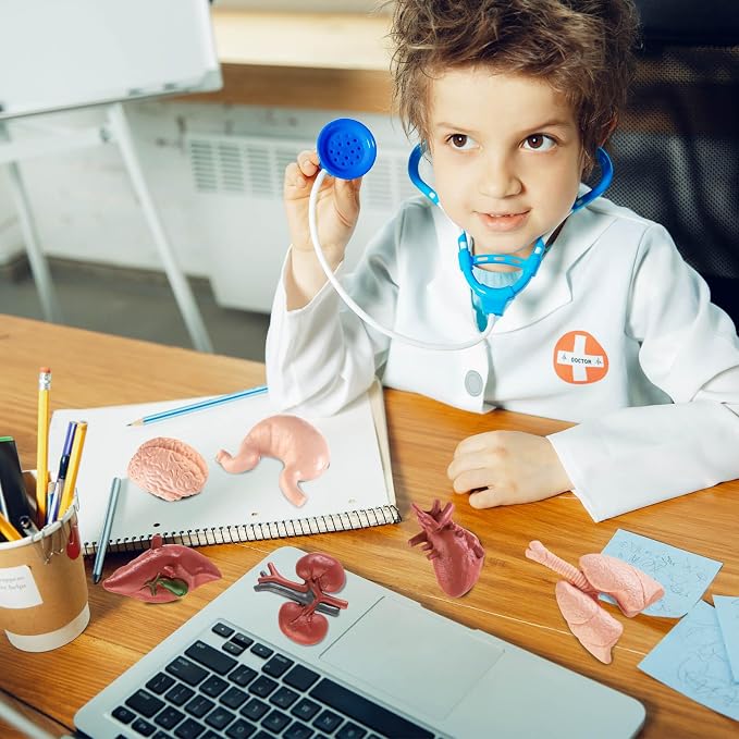 8PCS Mini Human Body Model for Kids - Image 5