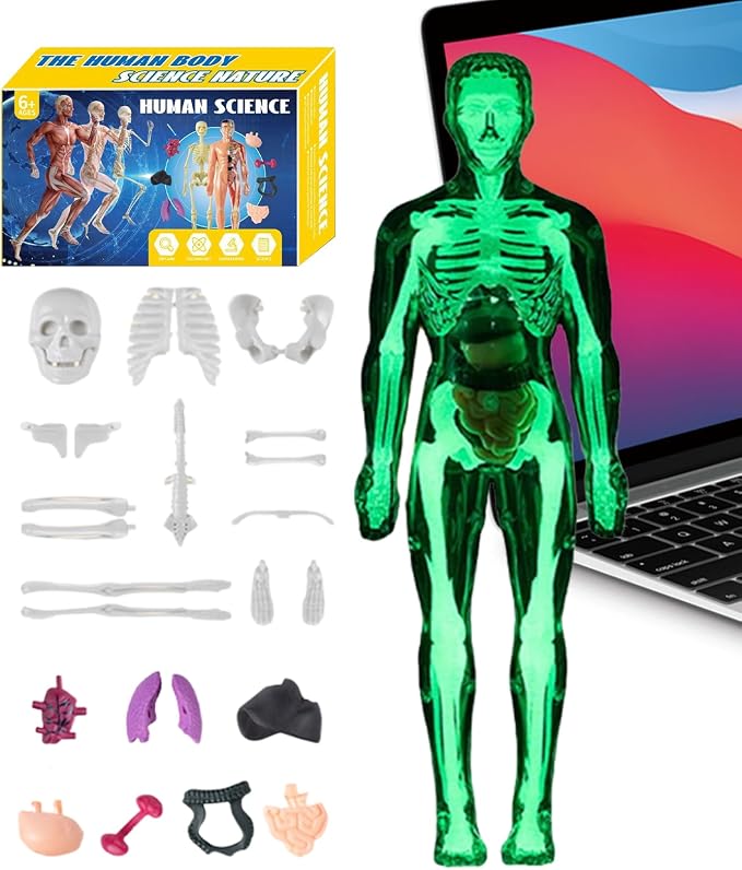 Kids Human Anatomy Model 3D Realistic Assembly Educational - Image 8