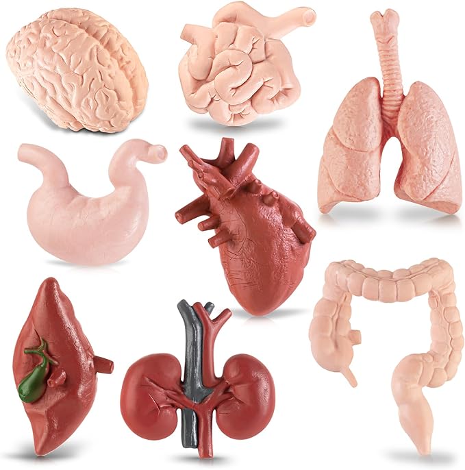 8PCS Mini Human Body Model for Kids by HFAYDZSW