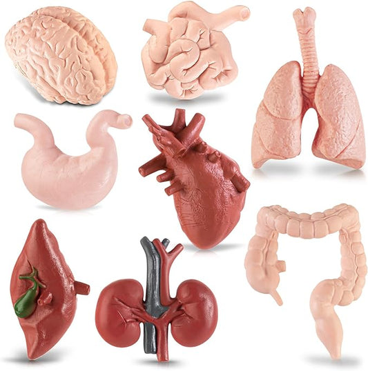 8PCS Mini Human Body Model for Kids by HFAYDZSW