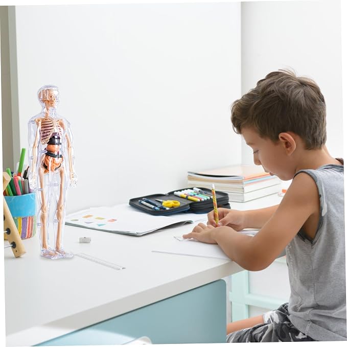 Human Body Model for Kids Detachable Visualized 3D Anatomy Model Enlightenment Science Toys Cultivates Explore Curiosity Hands-On Skills, Fully Transparent|Science Kits Toys - Image 3