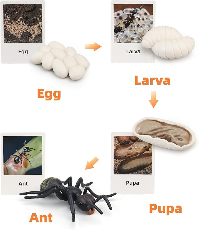 Montessori Life Cycle Animal Figures with Flash Cards, Realistic Animal Figurines Toy, Educational Matching Game for 3+ Year Old Kids (Ant) - Image 2