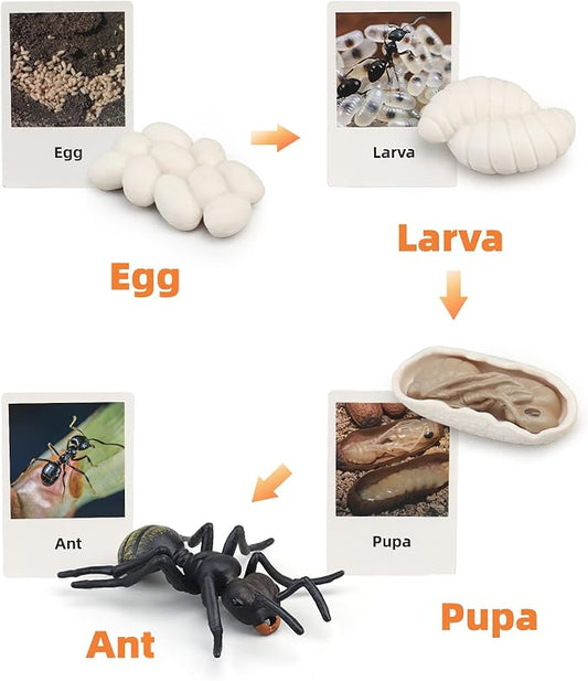Montessori Life Cycle Animal Figures with Flash Cards, Realistic Animal Figurines Toy, Educational Matching Game for 3+ Year Old Kids (Ant) - Image 2