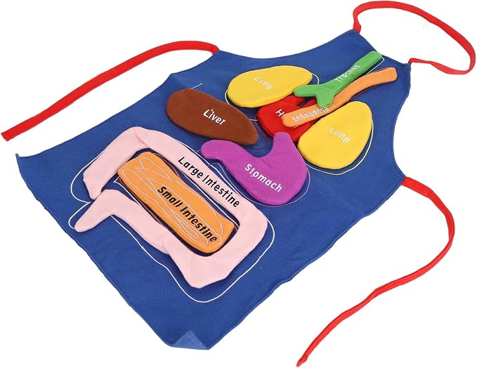 3D Organ Apron Human Body Organs Anatomy Costume DIY Educational Toy Removable Organs Learning Tool for Kids Science Museums Kindergartens Parent Child Games Polyester Material - Image 4