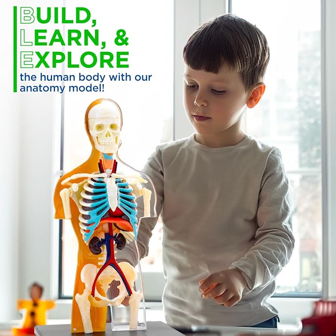 Thames & Kosmos 260830 Human Body Anatomy Model Toy, Multi - Image 5