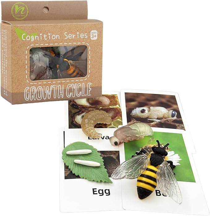 Mbrain 4pcs Bee Growth Cycle with Flash Cards,Life Cycle Learning & Education Toys,Montessori Toys,Gift for Girl & Boy for 3 4 5 6 7 Year Old (Bee) - Image 4
