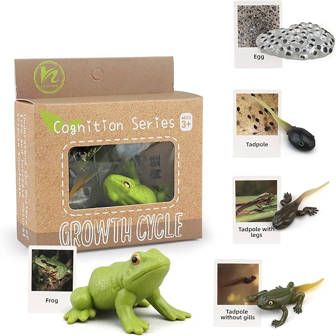 Montessori Frog Life Cycle with Flash Cards, Plastic Insects Tadpole to Frog Kit Toy, Realistic Animal Figurines - Image 4