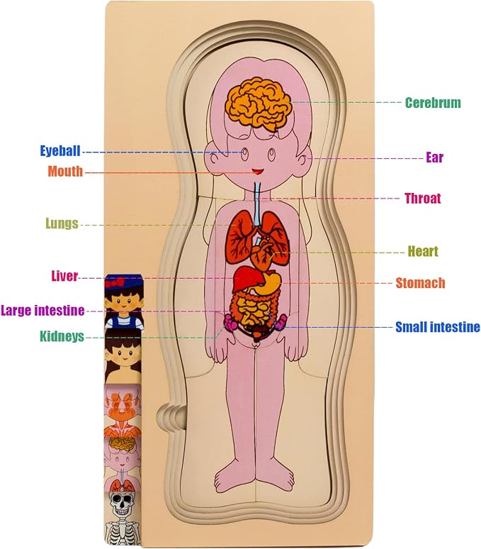 My Body Parts Wooden Anatomy Puzzle, Preschool Learning Human Body Skeleton Toy for Boys and Girls 3-8 Years Old - Image 6