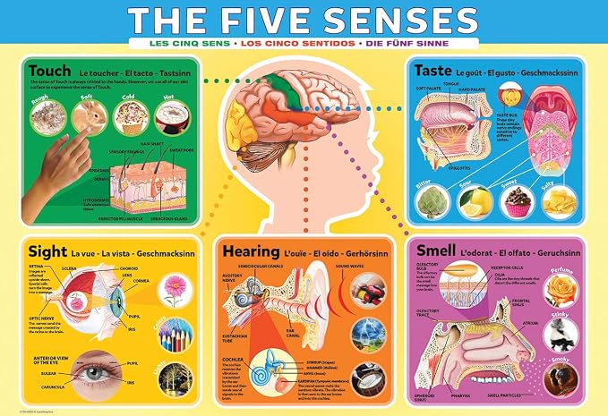 EuroGraphics Five Senses Jigsaw Puzzle (200-Piece) - Image 2
