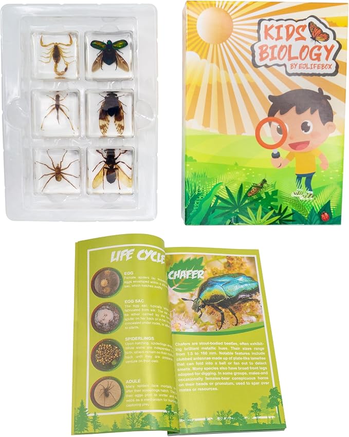 Insect Specimen Set, Bugs Collection Scientific Education Gift for Kids Aged 3-8-12 (Cicada, Wasp, Spider, Scorpion, Locust, Chafer) - Image 5