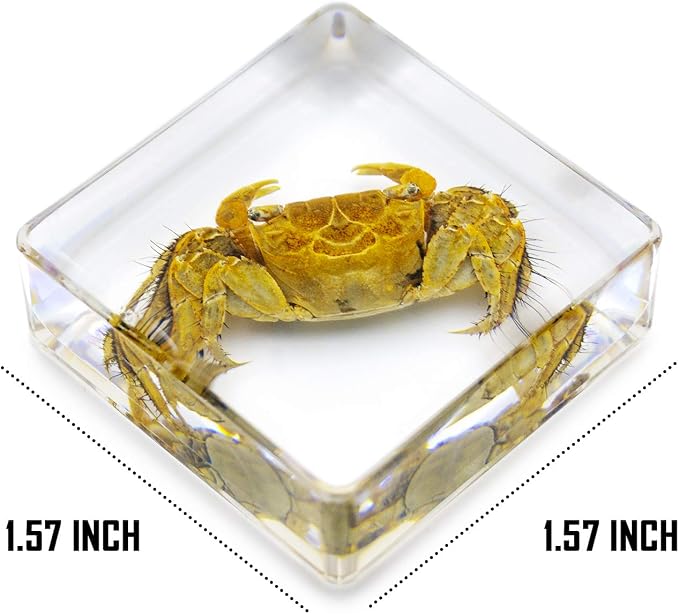 6 PCS Marine Life Specimen Set,Hermit Crab,Fiddler Crab,Starfish,Nassariidae,Sea Cucumber, Chiromantes Dehaani Resin Collection Science Toys - Image 4