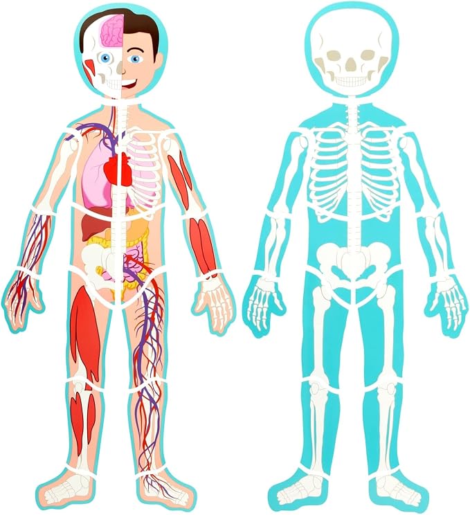 Blue Panda Interactive Magnetic Human Body Model - 3 ft, 17-Piece Double-Sided Anatomy Set for Kids - Human Anatomy with Organs, Educational Skeleton & Body Parts - Image 5