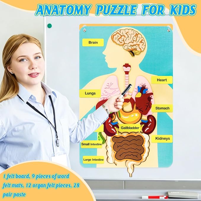 Human Body Parts Felt Board Stories for Kids, Body Model Teaching Puzzle - Image 2
