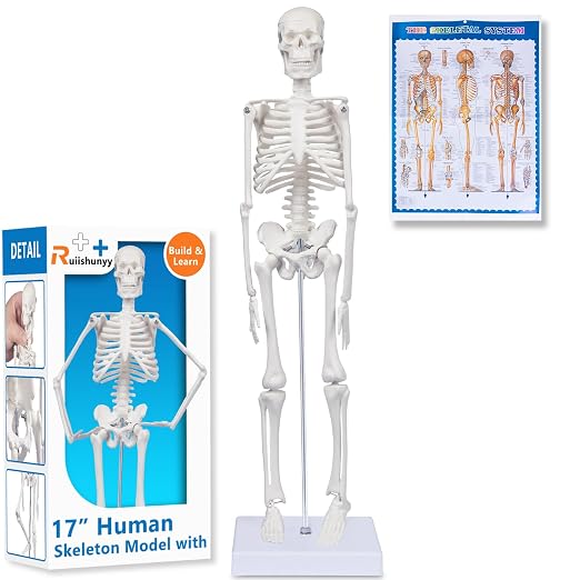 Human Skeleton Model for Anatomy: 17"H Mini Human Body Model with Movable Arms, Legs & Sturdy Stand, Scientific Bone Model for Teaching & Simpl Display by Unknown