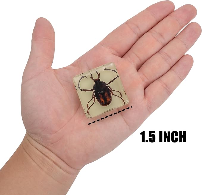Insect Specimen Set, Bugs Collection Scientific Education Gift for Kids Aged 3-8-12 (12 Pack Glow-in-The-Dark) - Image 6
