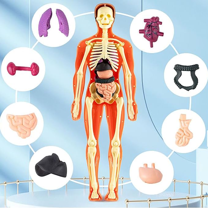 3D Human Body Anatomy Model, Removable Organs Educational Toy for Science Teaching, Translucent Transparent Glow-in-Dark Torso Model for Kids Students, 10x28.5cm - Image 6