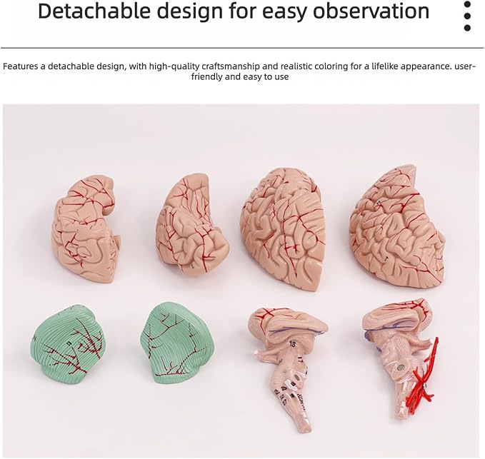 Disassembled Anatomical Human Brain Model - 8-Part Medical Teaching Tool for Brain Anatomy Study, Kids Learning & Science Classroom, Realistic Human Body Puzzle for Students and Doctors - Image 5