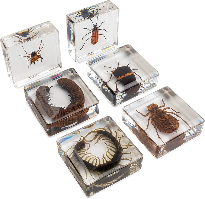 Insect Specimen Set, Bugs Collection Scientific Education Gift for Kids Aged 3-8-12 (Millipede, Centipede, Dragonfly Larvae, Tea Seed Bug, Red Longhorn Beetle, Spiny Spider) - Image 2