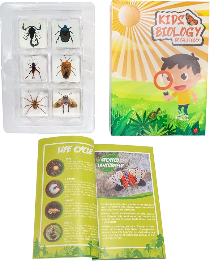 Insect Specimen Set, Bugs Collection Scientific Education Gift for Kids Aged 3-8-12 (Spider, Scorpion, Cricket, Chafers, Stink Bug, Spotted Lanternfly Resin Collection) - Image 5
