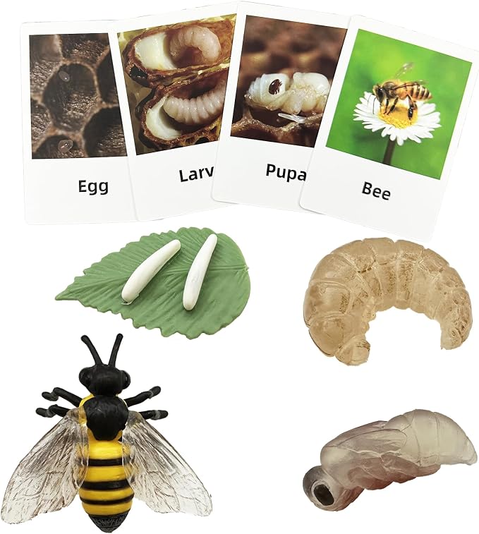 Mbrain 4pcs Bee Growth Cycle with Flash Cards,Life Cycle Learning & Education Toys,Montessori Toys,Gift for Girl & Boy for 3 4 5 6 7 Year Old (Bee) by Mbrain