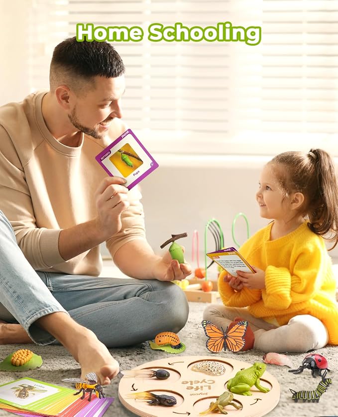 JoyCat Life Cycle Learning Education Toys, Insect Caterpillar to Butterfly kit, Ladybug, Bee, Tadpole to Frog Kit Life Cycle Toys for Kids, Preschool Learning Activities for Age 3 4 5 6 7 8 - Image 5