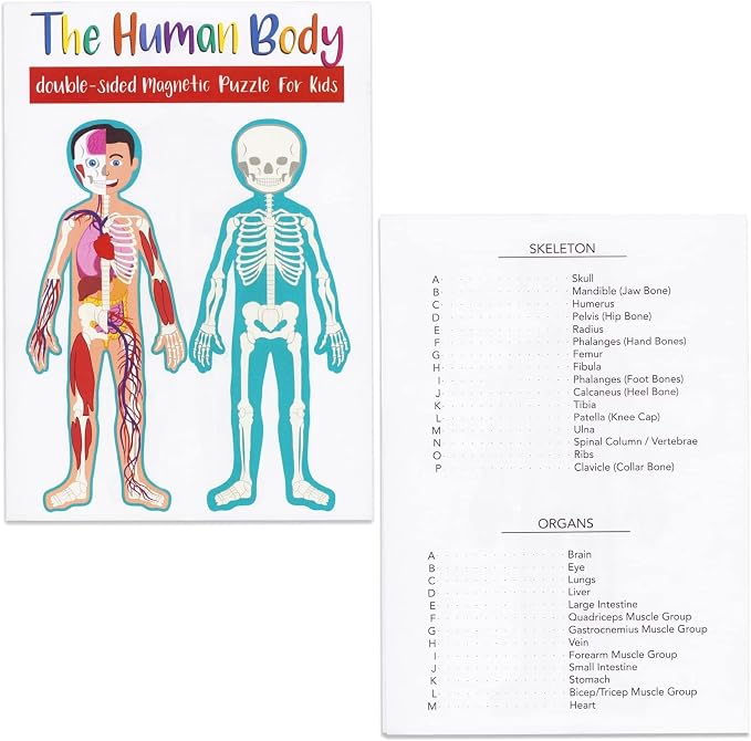 Blue Panda Interactive Magnetic Human Body Model - 3 ft, 17-Piece Double-Sided Anatomy Set for Kids - Human Anatomy with Organs, Educational Skeleton & Body Parts - Image 8