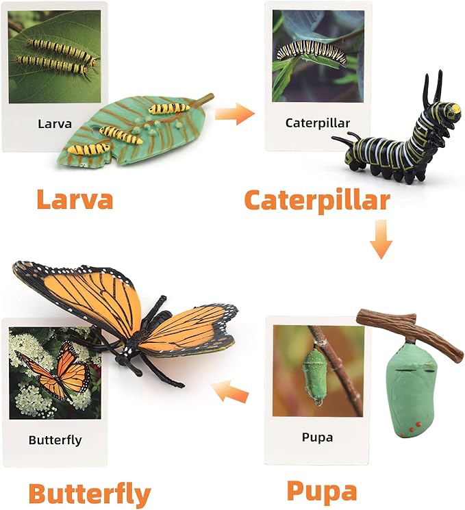 Montessori Life Cycle Learning & Education Toys, Plastic Insect Ladybug Monarch Butterfly Tadpole to Frog Kit, Preschool Learning Activities - Image 3