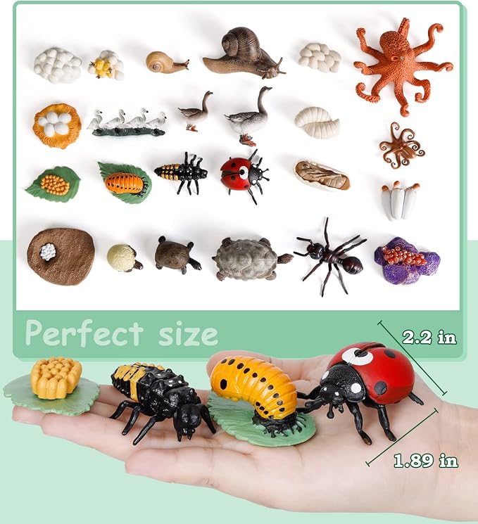 Life Cycle Toys for Kids - Life Science Education Kits: Ladybug, Ants, Goose, Land Turtle, Snail, Octopus - 24 Pieces Animal Models STEM Learning Toys for 3-10 Year Old - Image 6