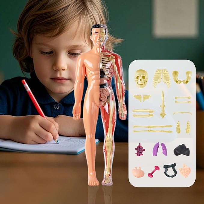 3D Human Body Anatomy Model, Removable Organs Educational Toy for Science Teaching, Translucent Transparent Glow-in-Dark Torso Model for Kids Students, 10x28.5cm - Image 9