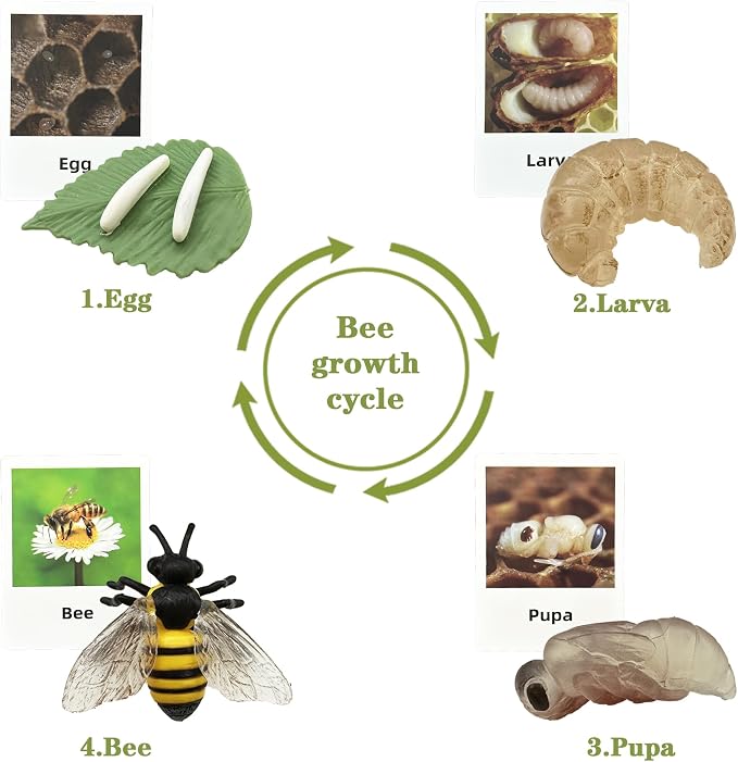 Mbrain 4pcs Bee Growth Cycle with Flash Cards,Life Cycle Learning & Education Toys,Montessori Toys,Gift for Girl & Boy for 3 4 5 6 7 Year Old (Bee) - Image 3